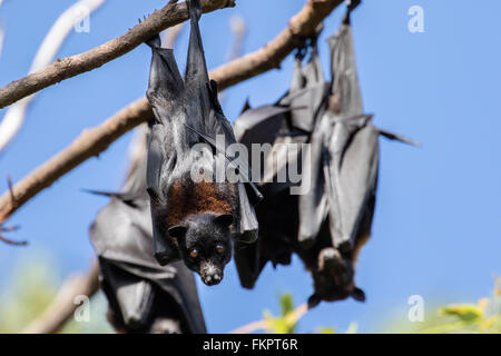 Flughunde (Flying Fox) Schlafplatz in Redcliffe Botanic Gardens, Queensland, Australien Stockfoto