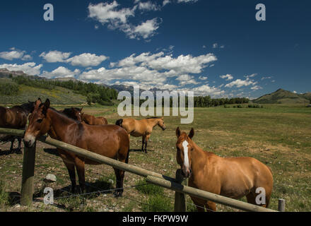 Grand Teton Pferde Stockfoto