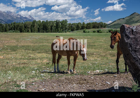 Grand Teton Pferde Stockfoto