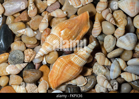 Stillleben mit Muscheln vor Queensland, Australien Strand fotografiert Stockfoto