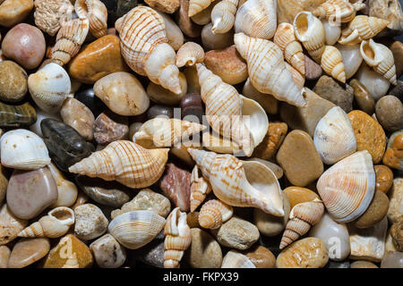 Stillleben mit Muscheln vor Queensland, Australien Strand fotografiert Stockfoto