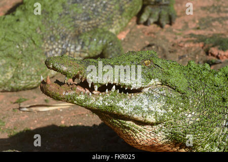Salzwasser-Krokodil (Crocodylus Porosus), Wildpark Broome, Western Australia Stockfoto
