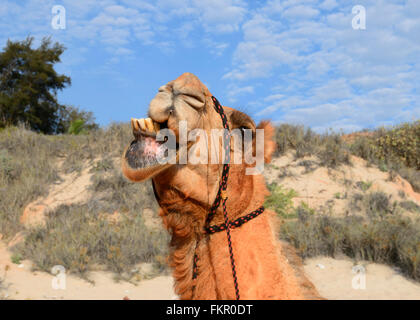 Kamel Portrait, Cable Beach, Broome, Kimberley-Region, Western Australia, WA, Australien Stockfoto