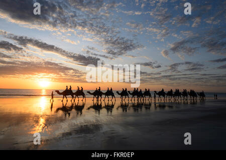 Kamel Touristenzug am Cable Beach bei Sonnenuntergang, Broome, Kimberley-Region, Western Australia, WA, Australien Stockfoto