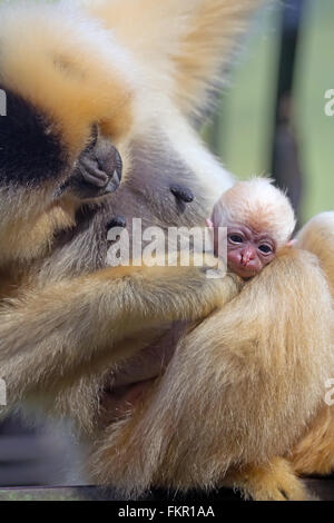 Einzigartige Nahaufnahme des Lar Gibbon (Hylobates Lar) mit tierischen Baby. Stockfoto
