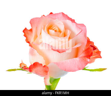 Nahaufnahme eines abstrakten romantischen schönen Orange rose Blume auf weißem Hintergrund isoliert ist Stockfoto