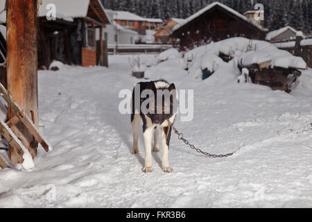 Hund im verschneiten Hof angekettet Stockfoto