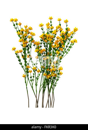 Genista Hispanica Blumen isoliert auf weißem Hintergrund Stockfoto