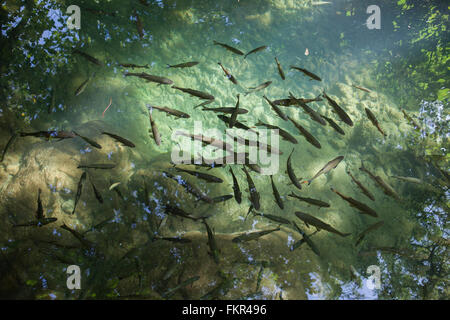 Erhöhte Ansicht Fische schwimmen im Teich Stockfoto