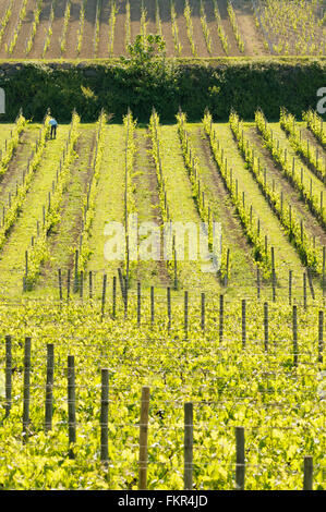 Menschen arbeiten in den Weinbergen von Saint Emilion, Gironde, Aquitanien, Frankreich Stockfoto