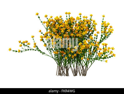 Genista Hispanica Blumen isoliert auf weißem Hintergrund Stockfoto