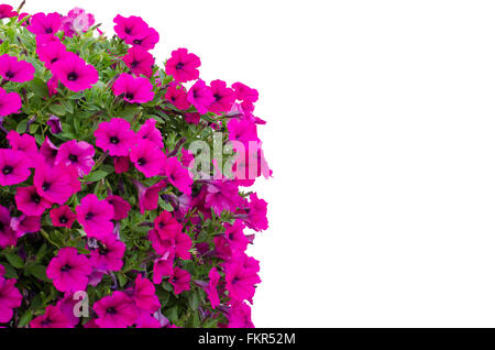 Petunie isoliert auf weißem Hintergrund Stockfoto