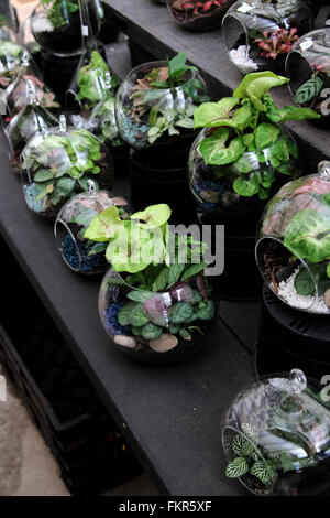 Terrarien mit Pflanzen im Glas Stockfoto