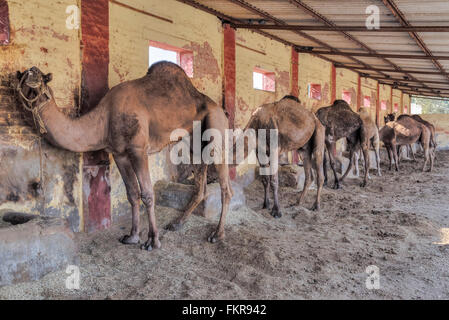 Kamel Research Farm, Bikaner, Rajasthan, Indien Stockfoto