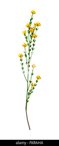 Genista Hispanica Blumen isoliert auf weißem Hintergrund Stockfoto