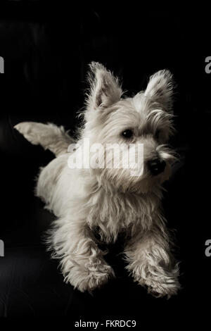 Fünf Monate alte West Highland White Terrier Welpen Stockfoto