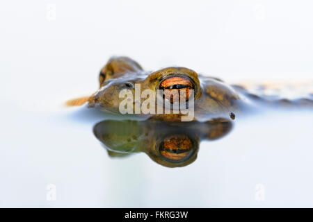 Gemeinsamen Kröte / Erdkroete (Bufo Bufo) während der Laichzeit, schwimmt auf weiße, farbige Wasseroberfläche; warten auf sein Weibchen. Stockfoto