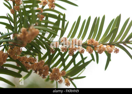 Close-up auf einen Tannenzweig mit Pinien Knospen Stockfoto