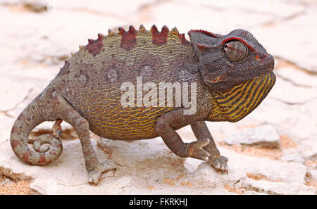 Namaqua Chamäleon, Chamaeleo Namaquensis, Namibia Stockfoto