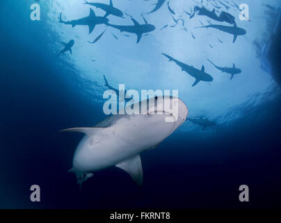 Weiblichen Tigerhaien Tiger Beach auf den Bahamas Stockfoto