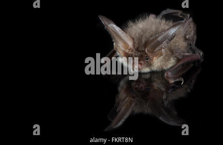 Braunes Langohr plecotus auritus {} auf einem schwarzen Hintergrund. halesworth. Oktober Stockfoto