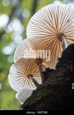 Hintergrundbeleuchtung Porzellan Oudemansiella mucida Pilze {} auf einer Buche in padley Schlucht. Oktober. Stockfoto