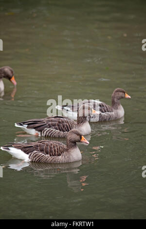 Graugänse (Anser Anser). Schwimmen. Stockfoto