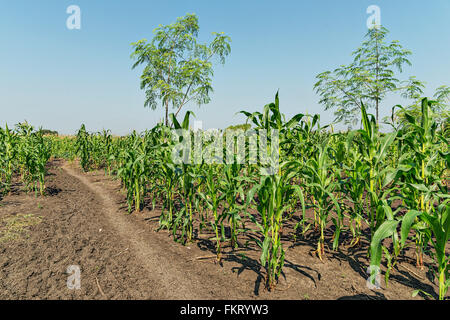 Mais-Plantage in der Nähe von Pibor, Süd-Sudan. Stockfoto