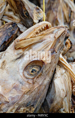 Kabeljau-Köpfe Trocknung auf massiven Outdoor-Plattformen. Cod ist eine wichtige Beute in Lofoten Inseln, Norwegen. Stockfoto