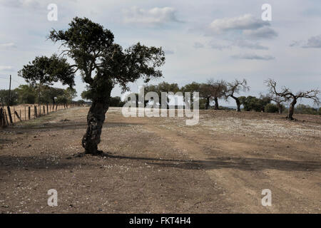 Narcissus Federnelke, wächst in Dehesa-Landschaft in der Nähe von Barrancos, östlichen Portugal. Oktober. Stockfoto