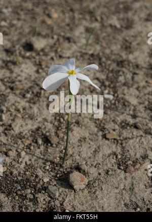 Narcissus Federnelke, wächst in Dehesa-Landschaft in der Nähe von Barrancos, östlichen Portugal. Oktober. Stockfoto