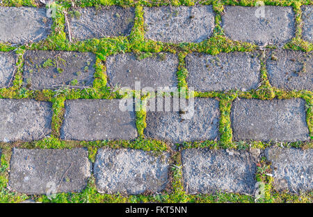 Alte Steinmauer bedeckt Kletterpflanzen Stockfoto