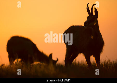 Alpine Chamois / Gaemse (Rupicapra Rupicapra) bei Tagesanbruch, Silhouetten gegen orange gefärbten Himmel Weiden im Morgengrauen. Stockfoto