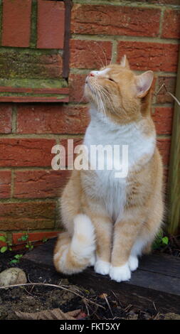 Katze auf Holzbalken mit Blick auf den Himmel mit Augen geschlossen Stockfoto