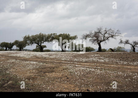 Narcissus Federnelke, wächst in Dehesa-Landschaft in der Nähe von Barrancos, östlichen Portugal. Oktober. Stockfoto