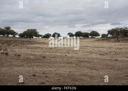 Narcissus Federnelke, wächst in Dehesa-Landschaft in der Nähe von Barrancos, östlichen Portugal. Oktober. Stockfoto