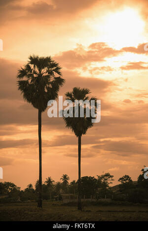 Sugar Palm Landschaft mit Sonnenaufgang Vintage Farbe Stockfoto