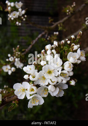 Birne Blüte im Frühjahr, Filiale in Birne Blüte im Obstgarten abgedeckt. Stockfoto