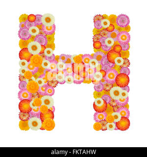 Buchstabe H Alphabet mit Stroh Blume isoliert auf weißem Hintergrund Stockfoto