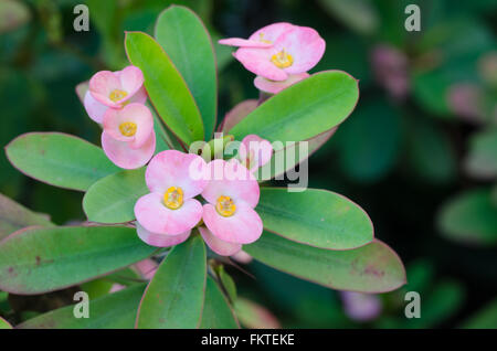 Dornenkrone Stockfoto