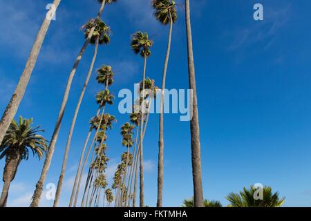 Niedrigen Winkel Ansicht groß Washingtonia Palmen, Los Angeles, Kalifornien, USA Stockfoto