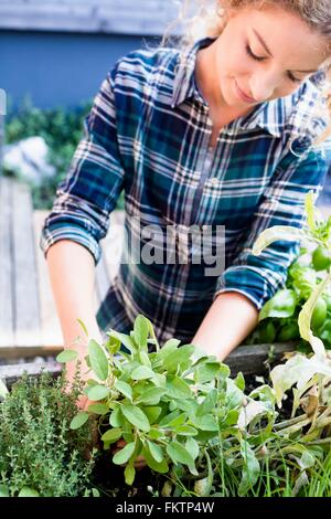 Junge Frau, die Anpflanzung von Kräutern im Kräutergarten Stockfoto