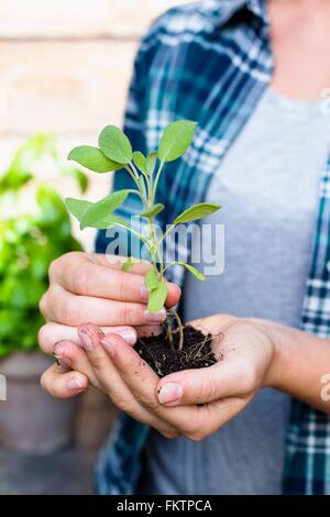 Frau mit Keimling, Nahaufnahme Stockfoto