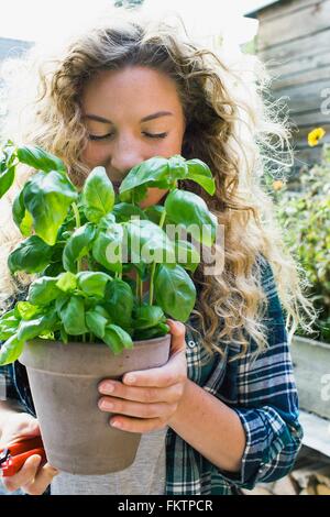 Junge Frau mit frischem Basilikum im Topf Stockfoto