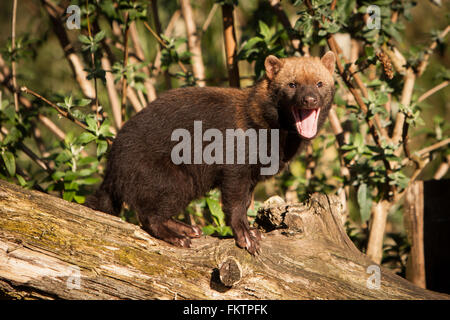 Gefangenen roten Busch-Hund. Stockfoto