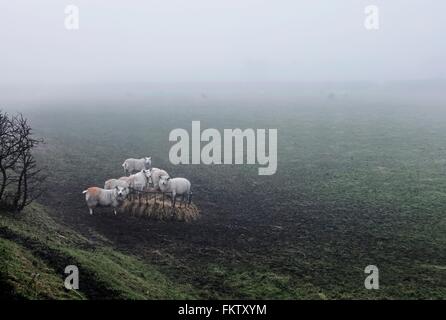 Schafe in nebligen Landschaft Stockfoto