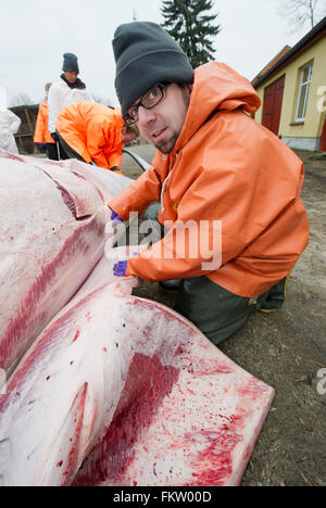 Stralsund, Deutschland. 10. März 2016. Michael Daehne, Kurator für Meeressäugetiere, zerstückelt tot Zwergwal auf dem Gelände das Meeresmuseum in Stralsund, Deutschland, 10. März 2016. Das sechs Meter lange Tier, die tot in der Cadet-Kanal auf 8. März 2016 gefunden wurde, ist eine junge Frau, nach dem deutschen Schiffahrtsmuseum. Zwergwale sind nicht in der Ostsee heimisch. Das Tier kann in der Ostsee, auf der Suche nach Nahrung gelandet. Foto: STEFAN SAUER/Dpa/Alamy Live News Stockfoto