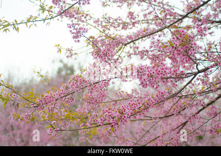 Wild Cherry Himalaya Bloomimg am Baum an Phu Lom lo Berg, Loei Provinz, Thailand Stockfoto