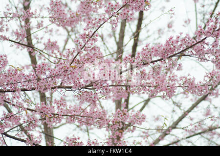 Wild Cherry Himalaya Bloomimg am Baum an Phu Lom lo Berg, Loei Provinz, Thailand Stockfoto
