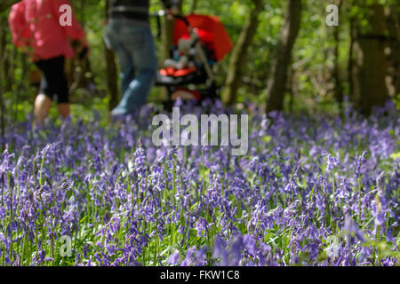 Familie, genießen Sie einen Spaziergang durch einen Teppich aus gemeinsamen Glockenblumen (Hyacinthoides non-Scripta) im Frühling. Stockfoto